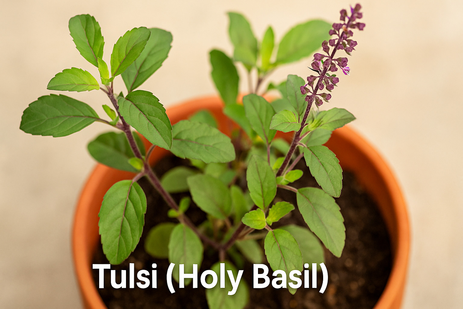 Close-up of a Tulsi (Holy Basil) plant with purple flower spikes growing in a terracotta pot, showing its cultural and medicinal value in Indian kitchen herb gardens